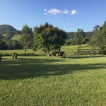 Unbeatable Semi-Rural Acreage in an Outstanding Location thumb